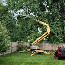 Best Storm Damage Tree Cleanup  in Royalton, IL