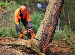 Professional Tree Services in Royalton, IL