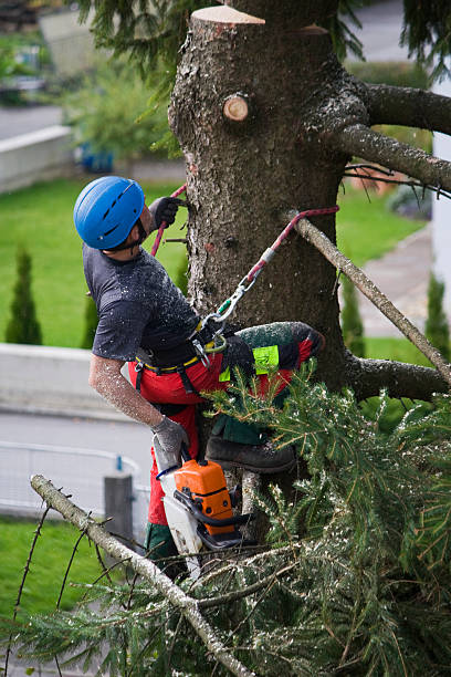 Why Choose Our Tree Removal Services in Royalton, IL?