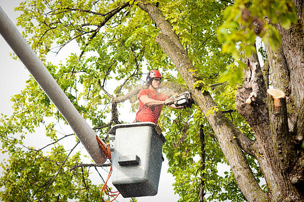 Best Tree Maintenance Programs  in Royalton, IL