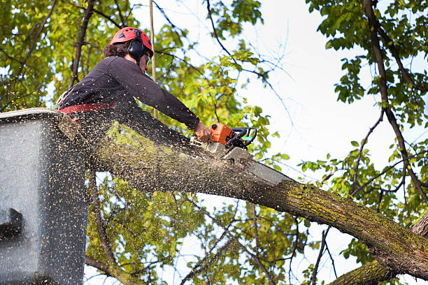 Best Lawn Grading and Leveling  in Royalton, IL